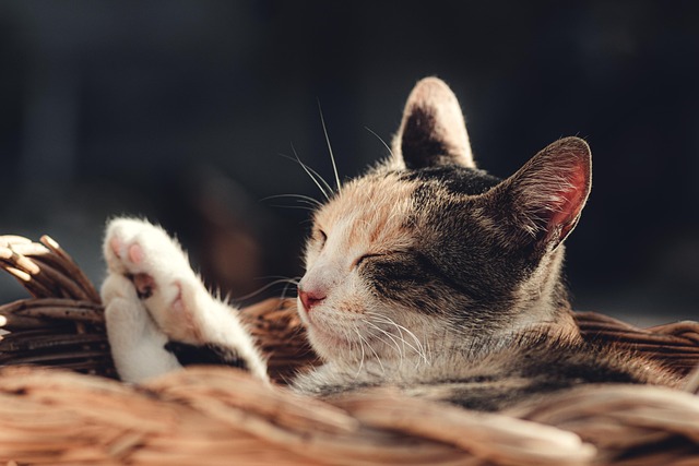 Therapy cat resting peacefully with an elderly Canadian woman providing emotional comfort