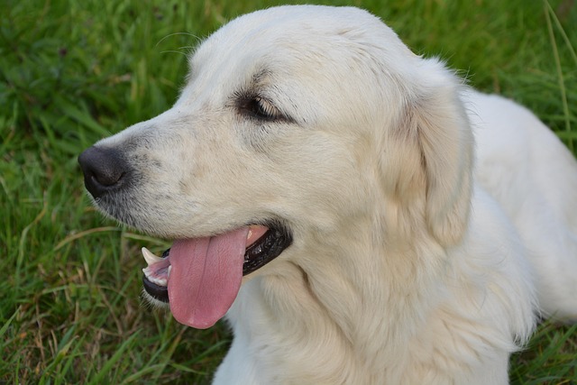 Golden retriever therapy dog sitting calmly with a child during an assisted therapy session