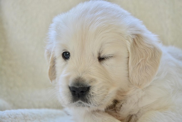 Golden retriever therapy dog interacting gently with a young child during a supervised session